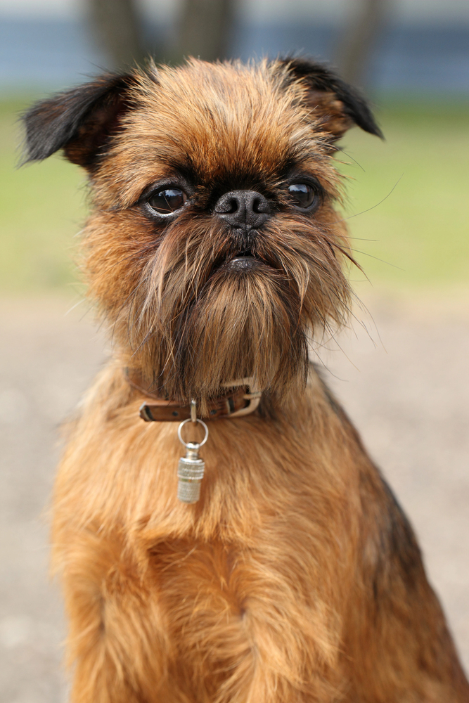 Brussels Griffon, TV, Brussels Griffon,