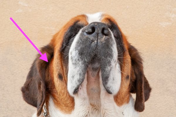 Saint Bernard, ear, terms, burr, muschel,
