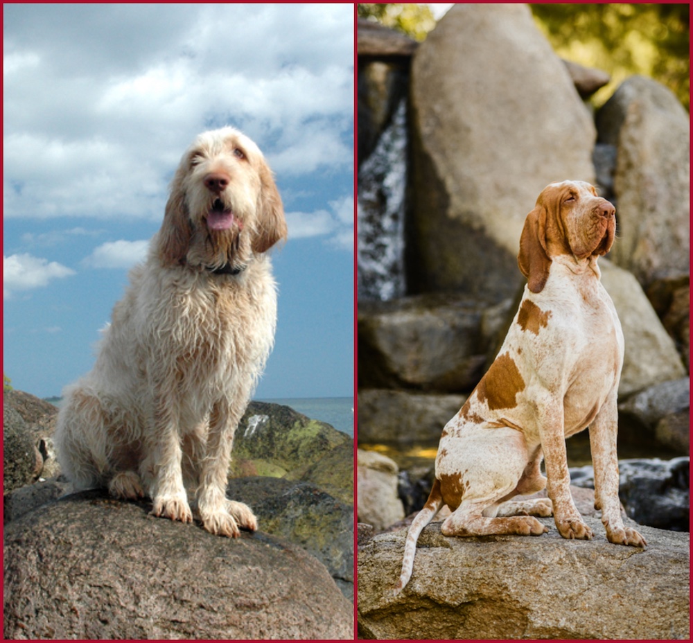 
bello e bravo,Spinone Italiano, Bracco Italiano, expressions