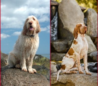 bello e bravo,Spinone Italiano, Bracco Italiano, expressions