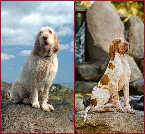 bello e bravo,Spinone Italiano, Bracco Italiano, expressions