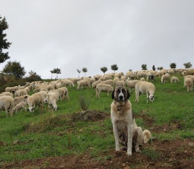Cão de Gado Transmontano, Transmontano Mastiff