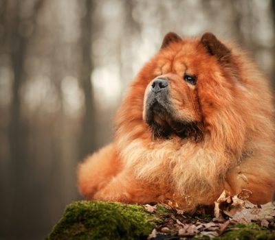 chow chow, scowl, expression