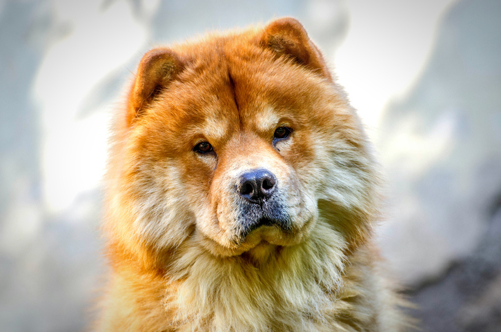 chow chow, scowl, expression