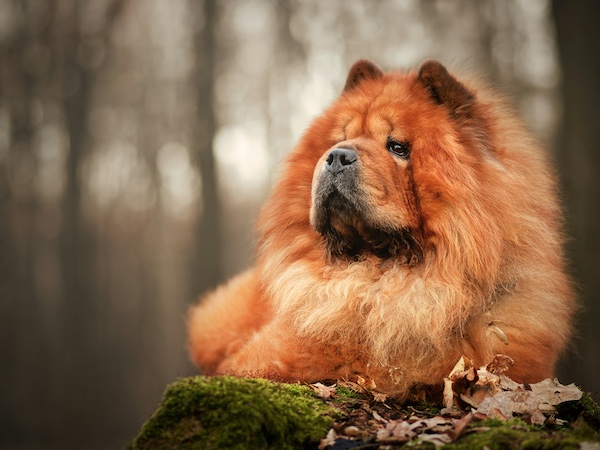 chow chow, scowl, expression