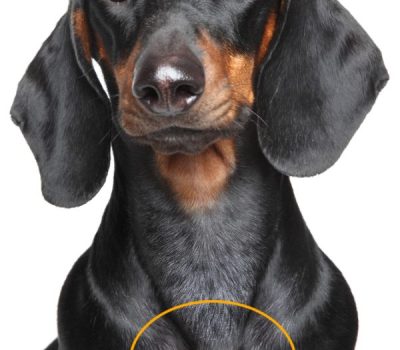 dimples, Dachshund, Dimples of Venus