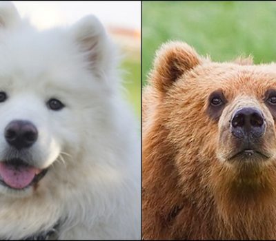 Samoyed, ears,bear ears