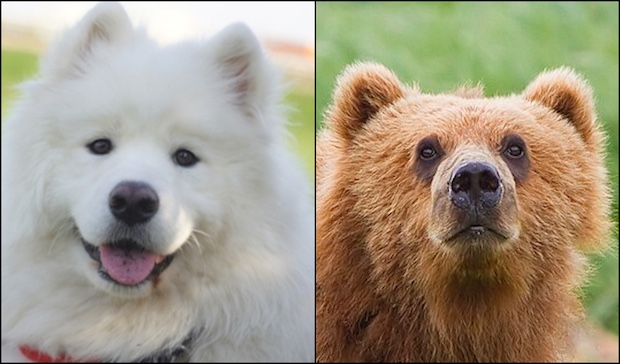 Samoyed, ears,bear ears