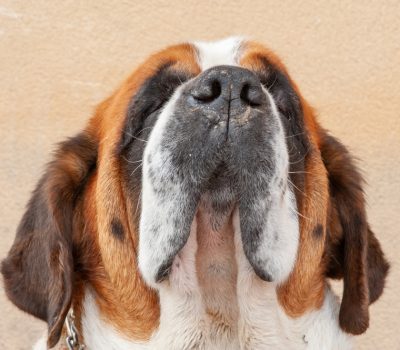 Saint Bernard, ear, terms, burr, muschel, 