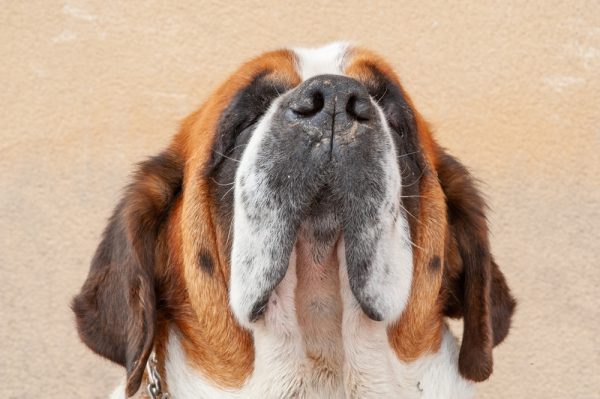 Saint Bernard, ear, terms, burr, muschel,