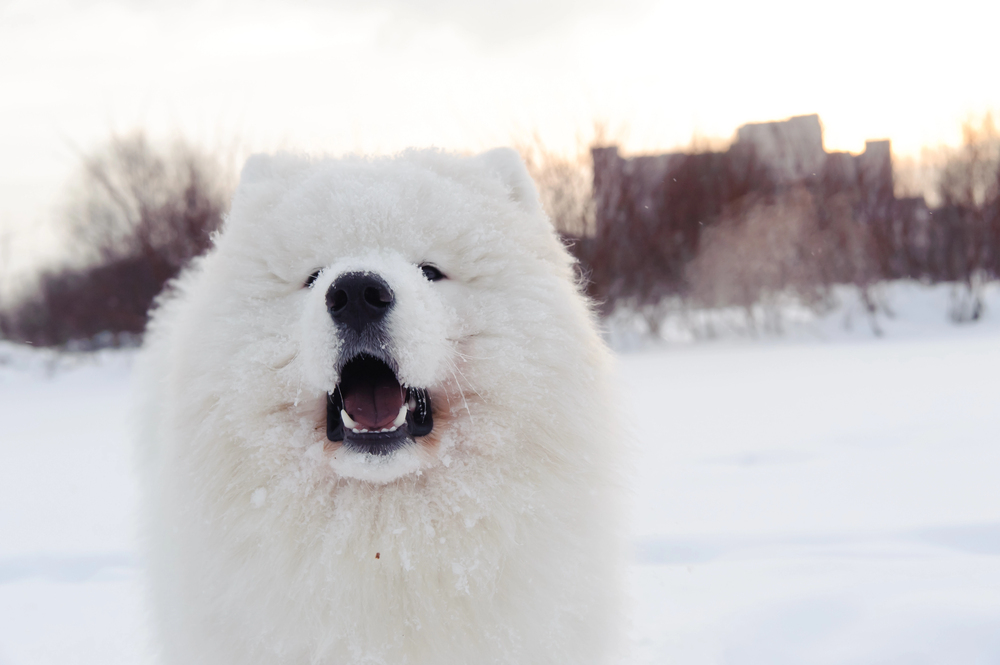 Samoyed, ears,bear ears