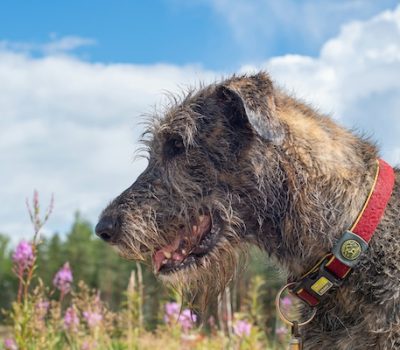 Anjelica Huston, John Huston, TV, Movies, celebrity, Collie, Shih Tzu, Irish Wolfhound 