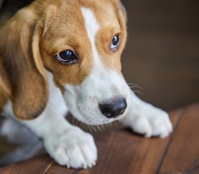 Expression, eye, pleading, hounds, terms