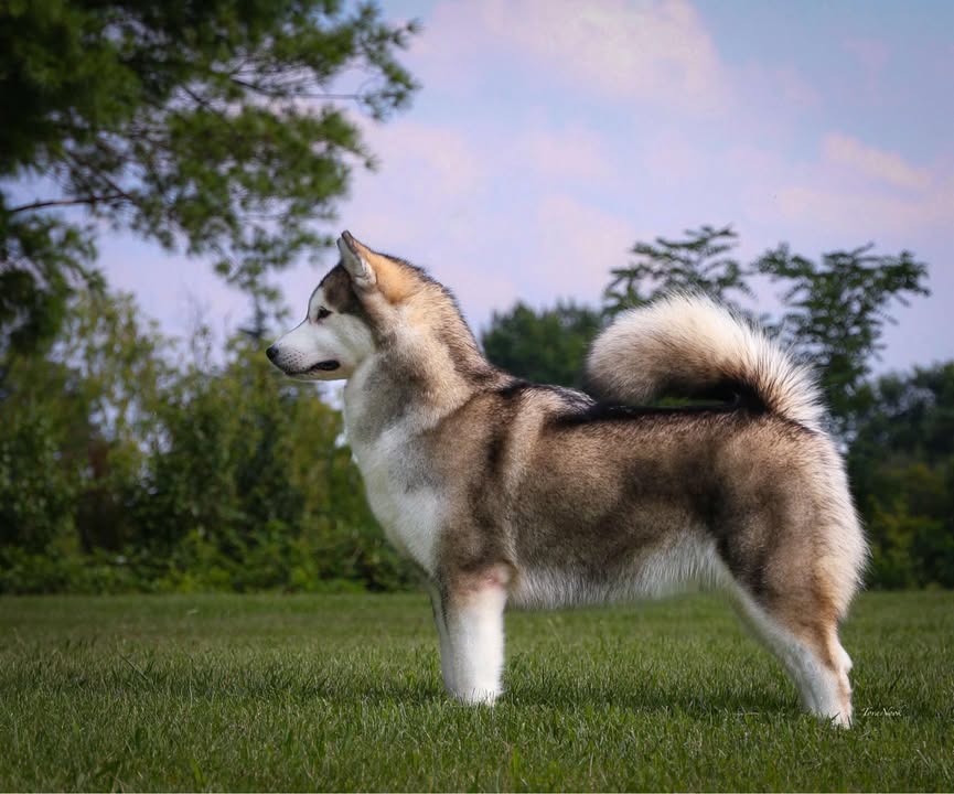 coat, standard, color, Alaskan Malamute