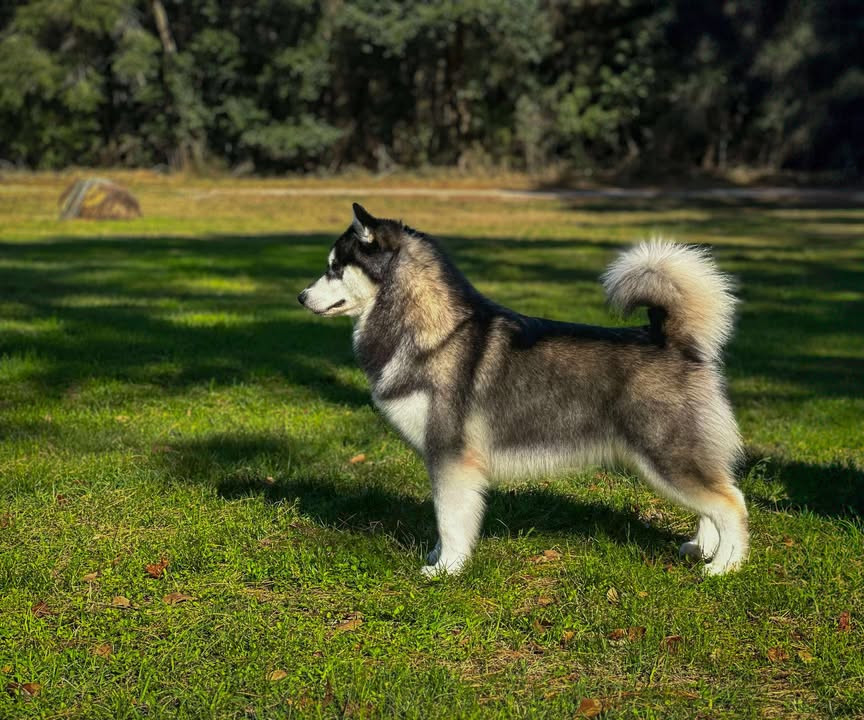 coat, standard, color, Alaskan Malamute