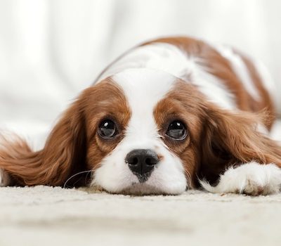 Cavalier King Charles Spaniel, limpid, terms, Siamese Cat, Balinese Cat