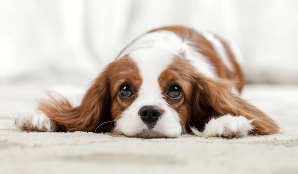 Cavalier King Charles Spaniel, limpid, terms, Siamese Cat, Balinese Cat