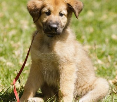 Chinook, color, terms, scarves, markings