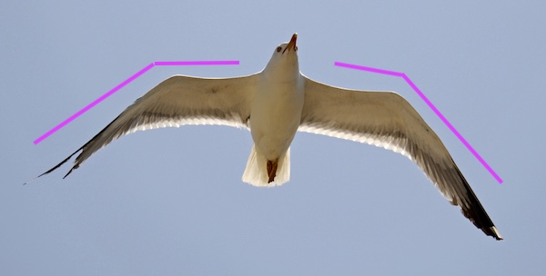 ears, Whippet, gull wing ears