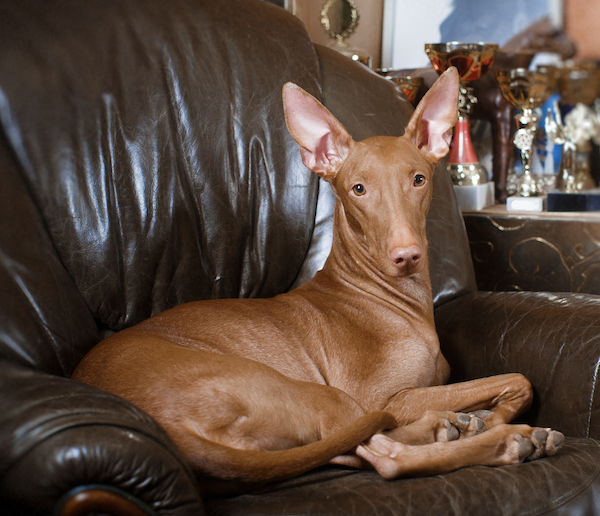 Pharaoh Hound, kelb, Kelb tal-Fenek, rabbit dog, name, history