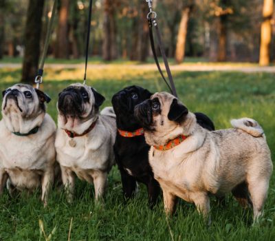 Pug, Lady Ottoline Morrell, salons, influencer, Miranda Seymour, salonnières,Virginia Woolf, D.H. Lawrence, Aldous Huxley, Bertrand Russell, Augustus John, Henry Lamb,