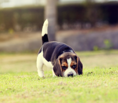 Beagle, neck, throatiness, standard, fox hunts
