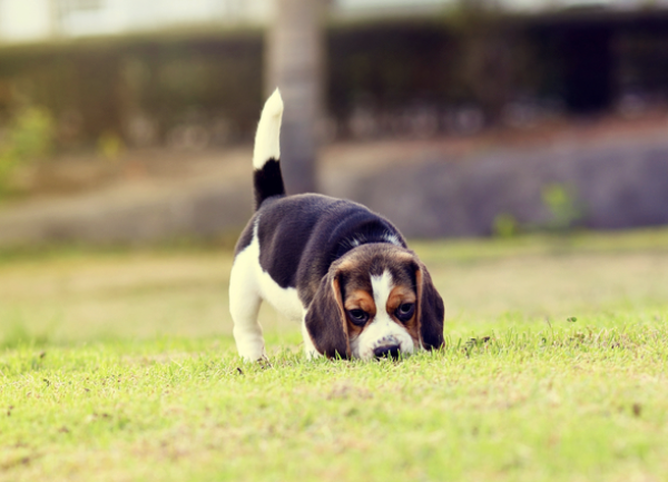 Beagle, neck, throatiness, standard, fox hunts