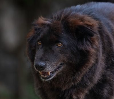 Puja Khetawat, Haofa (Tangkhul Hui), Bakharwal, Jonangi, Phungcham Haofa Festival, Jingrwai Lawbei, S. Theodore Baskaran, language,