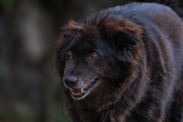 Puja Khetawat, Haofa (Tangkhul Hui), Bakharwal, Jonangi, Phungcham Haofa Festival, Jingrwai Lawbei, S. Theodore Baskaran, language,
