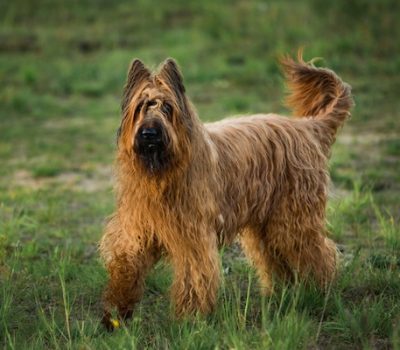 Working the Graze, living fence, herding, Briard,