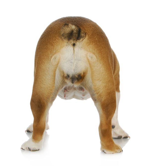 Bulldog, weightlifting, stance, breed standard,hocks