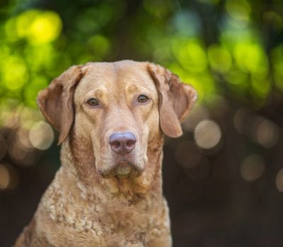 Sedge, color, Chesapeake Bay Retriever