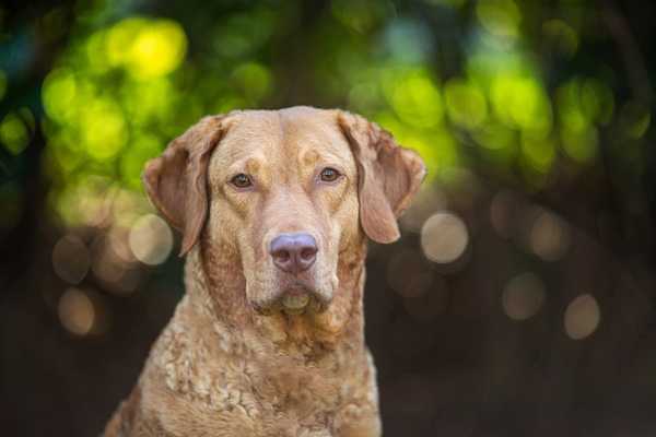 Sedge, color, Chesapeake Bay Retriever