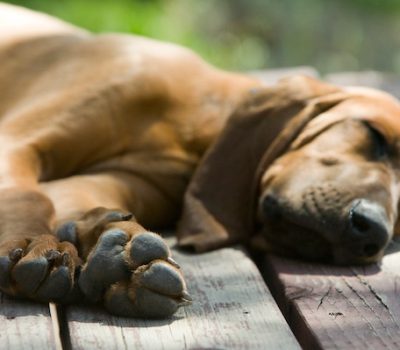 TV, movies, American English Coonhound, Black and Tan Coonhound, Bluetick Coonhound, Plott Hound, Redbone Coonhound, Treeing Walker Coonhound, Boykin Spaniel, Blue Lacy, Catahoula Leopard Dog, American Foxhound, Treeing Feist, American Leopard Hound, Where the Red Fern Grown, Stephen Colbert