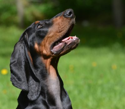 terms, curl to ear, ears, houndo