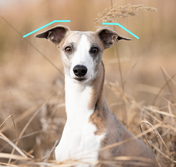 ears, Whippet, gull wing ears