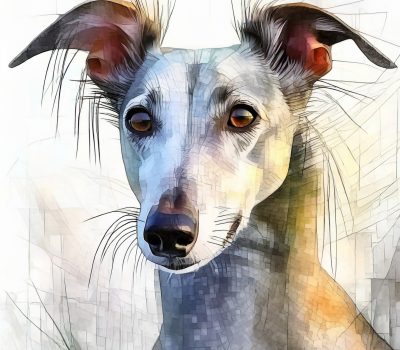 ears, Whippet, gull wing ears