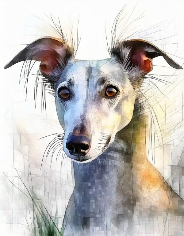 ears, Whippet, gull wing ears