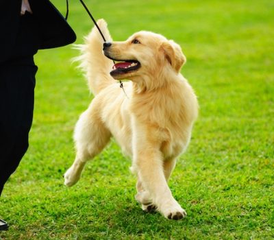 terms, flatcatcher, Anne Roslin-Williams, Andrew Brace