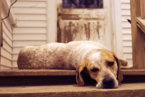 TV, movies, American English Coonhound, Black and Tan Coonhound, Bluetick Coonhound, Plott Hound, Redbone Coonhound, Treeing Walker Coonhound, Boykin Spaniel, Blue Lacy, Catahoula Leopard Dog, American Foxhound, Treeing Feist, American Leopard Hound, Where the Red Fern Grown, Stephen Colbert