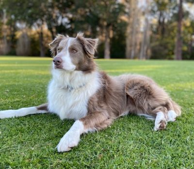  Border Collie, lilac, color, YouTube, Baby Shark