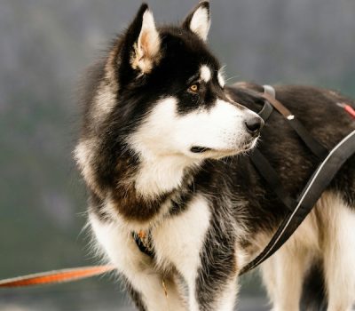 coat, standard, color, marking, Alaskan Malamute