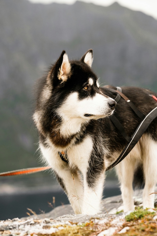 coat, standard, color, marking, Alaskan Malamute