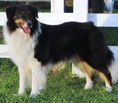 Perro Ovejero, Gaucho Sheepdog. Criollo Sheepdog, Ovejero Gaucho, Pampas, Ovelheiro Gaúcho