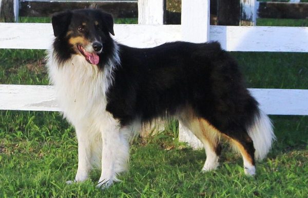Perro Ovejero, Gaucho Sheepdog. Criollo Sheepdog, Ovejero Gaucho, Pampas, Ovelheiro Gaúcho