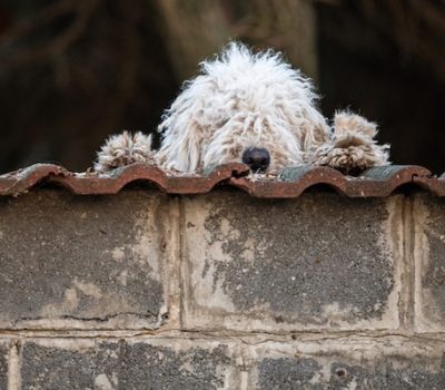A Pulikutya, Puli, legend,Kiss Miklós, Pöntyöli, folktale, Marcell Jankovics