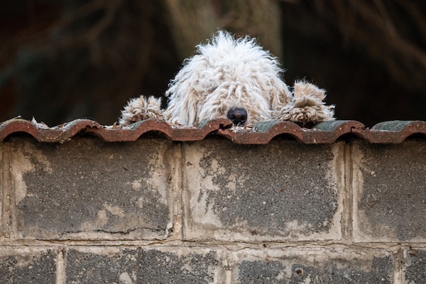 A Pulikutya, Puli, legend,Kiss Miklós, Pöntyöli, folktale, Marcell Jankovics