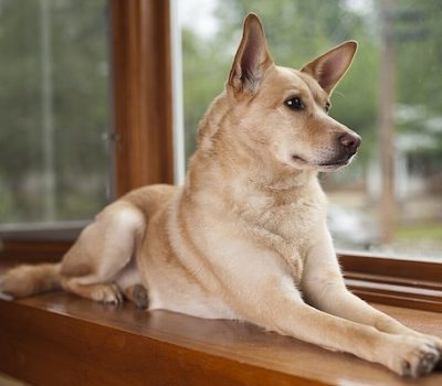  Carolina Dog, snout pits, holes, Dr. I. Lehr Brisbin, Jr.,Trypophobia