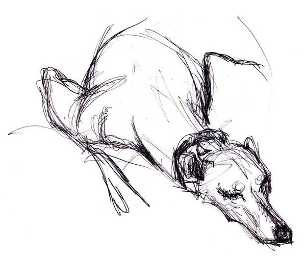 sighthounds, Dr. Richard Meen 9 characteristics