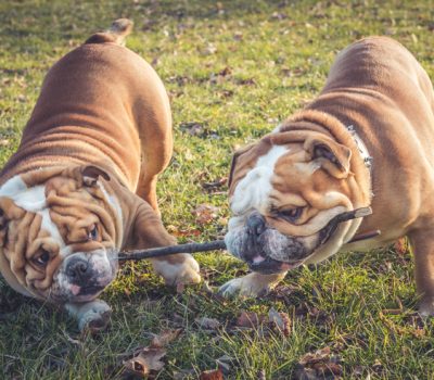 Bulldog, weightlifting, stance, breed standard,hocks